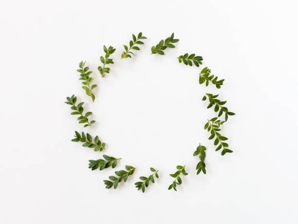 istock Floral round frame with branches and leaves on white background. Flat lay, top view 834866634