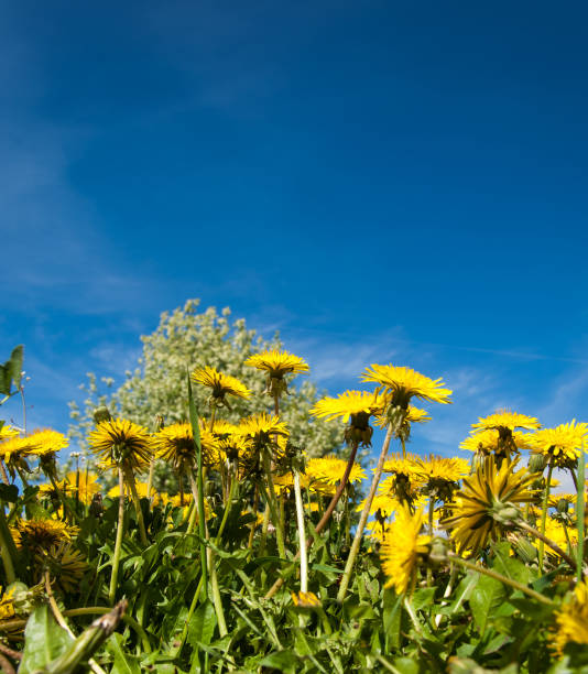 istock Field of dandelions 834868560