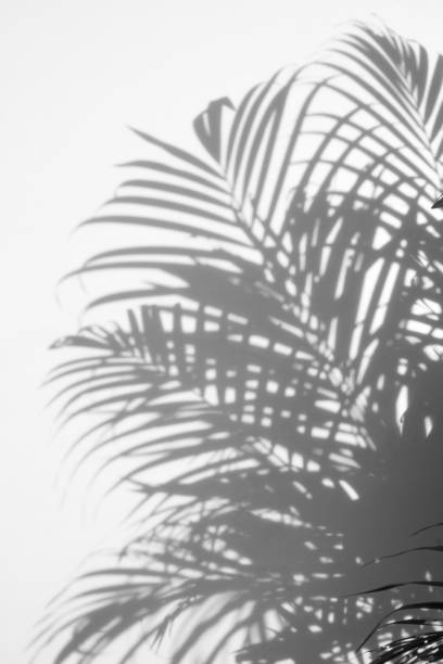 istock shadows palm leaves on a white wall 834872652
