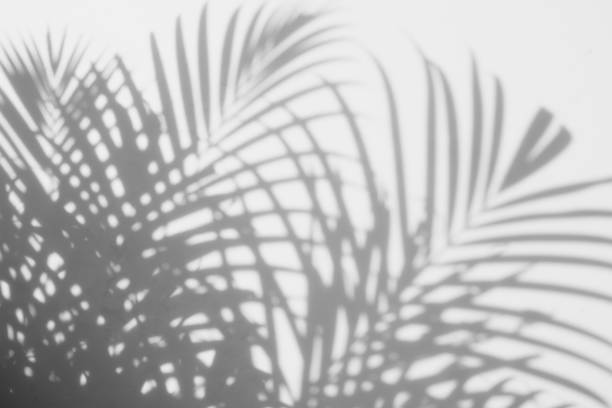 istock shadows palm leaves on a white wall 834872706