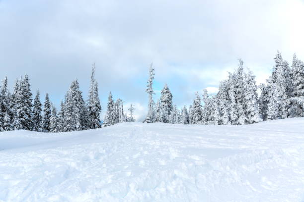 istock Trees Covered With Winter Snow, Washington-USA 834874710