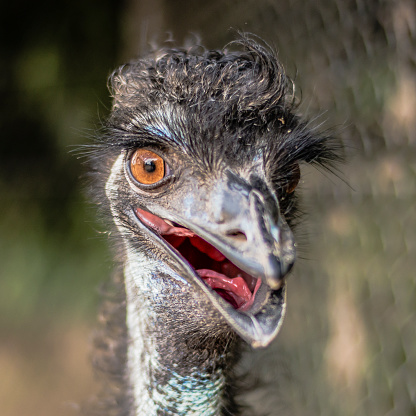 Emu by itself in the outdoors in Queensland during the day.