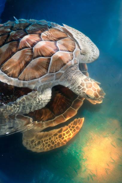 istock Green turtle swims above in a ponds. 834882658