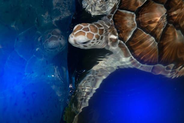 istock Green turtle swims above in a ponds. 834882676