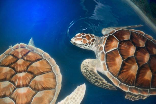 istock Green turtle swims above in a ponds. 834882710