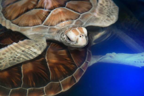 istock Green turtle swims above in a ponds. 834882730