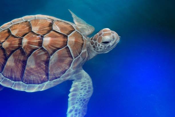 istock Green turtle swims above in a ponds. 834882734