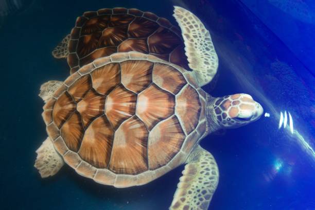 istock Green turtle swims above in a ponds. 834882738