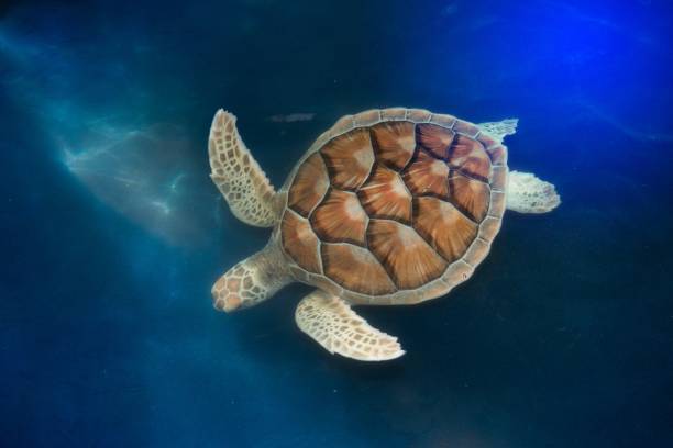 istock Green turtle swims above in a ponds. 834882772