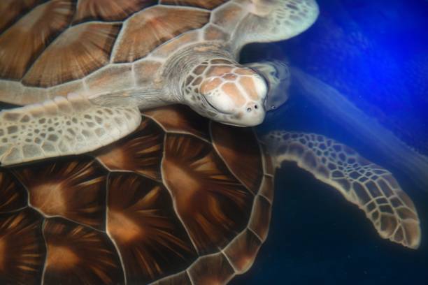 istock Green turtle swims above in a ponds. 834882778