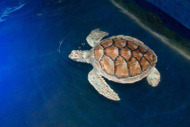 istock Green turtle swims above in a ponds. 834882830