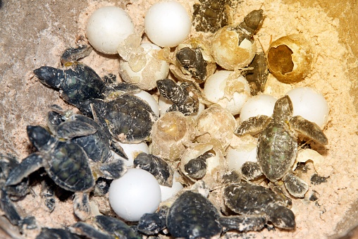 Model made of resin a baby Green sea turtle and eggs in hatching on a beach.