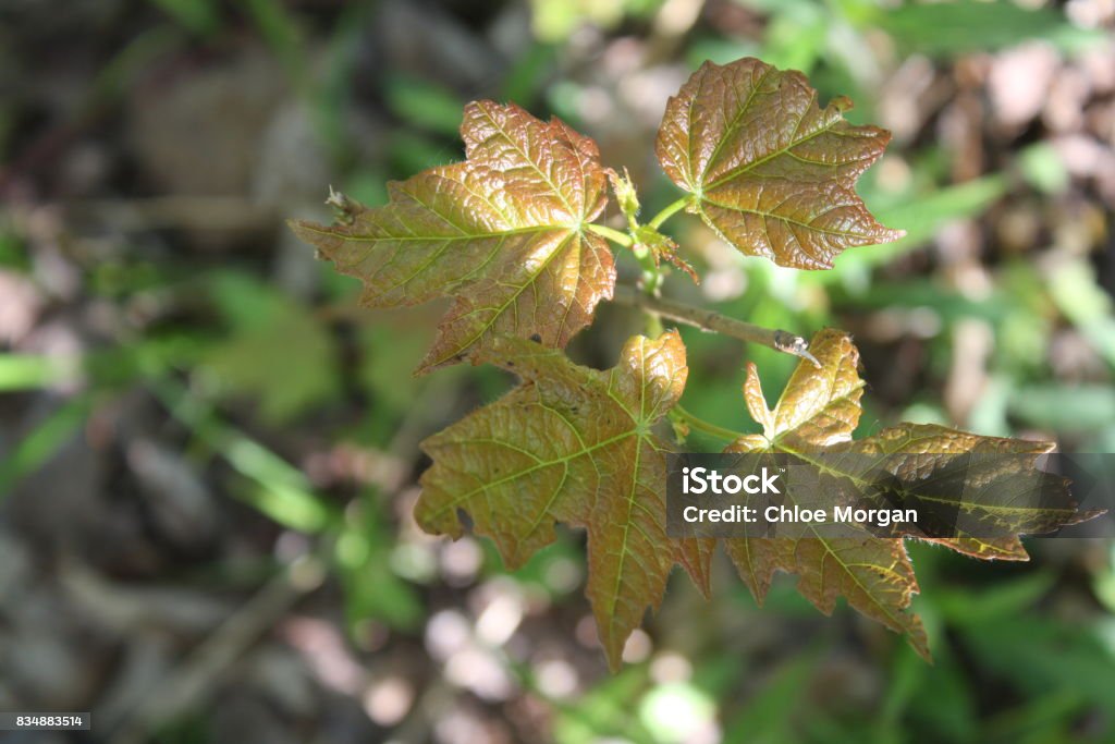 Maple Sapling Ample Maple Tree Sapling Stock Photo - Download Image Now - Canada, Forest ...