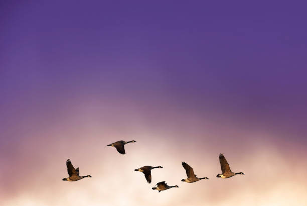istock Birds flying against evening sunset in the background 834886260