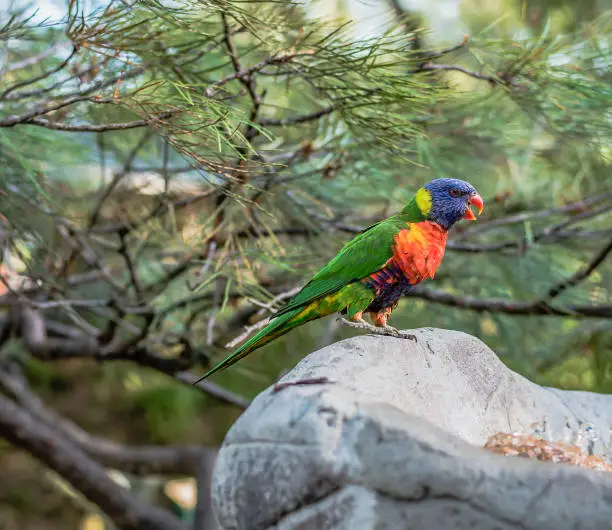 Rainbow lorikeet out in nature during the day.