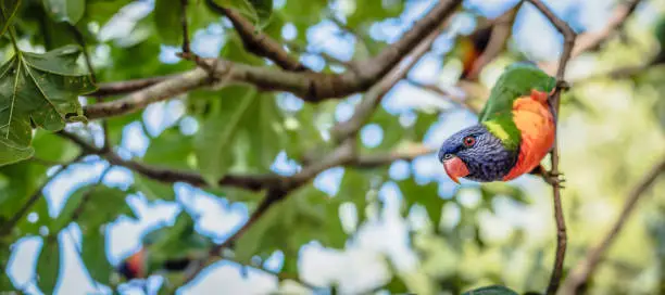 Rainbow lorikeet out in nature during the day.