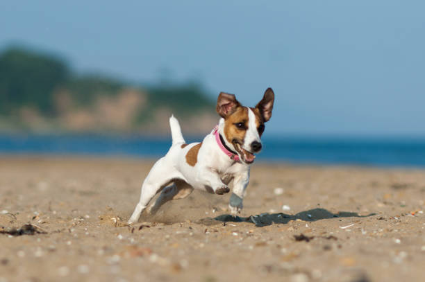 Jack Russell Terrier dog on the summer beach