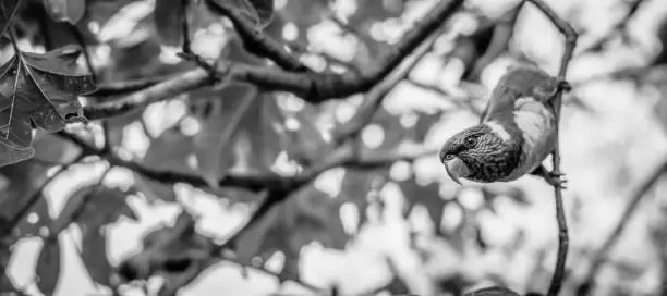 Rainbow lorikeet out in nature during the day.