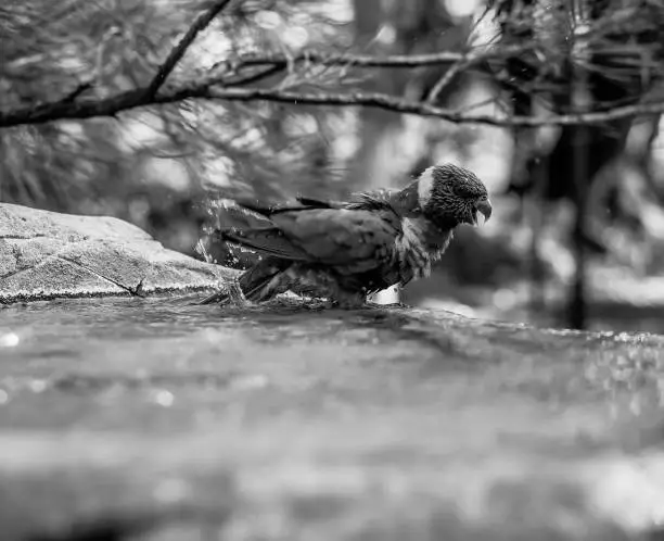 Rainbow lorikeet out in nature during the day.