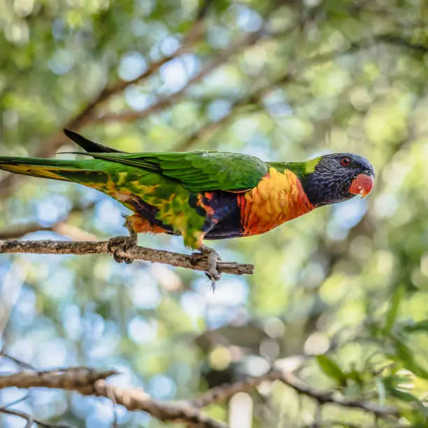 Rainbow lorikeet out in nature during the day.