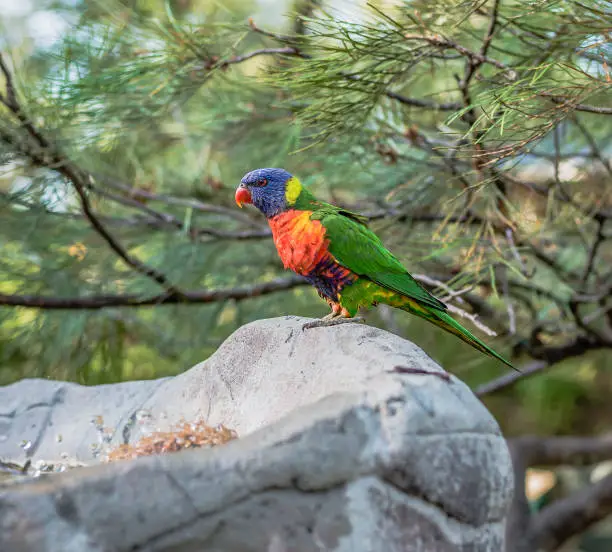 Rainbow lorikeet out in nature during the day.