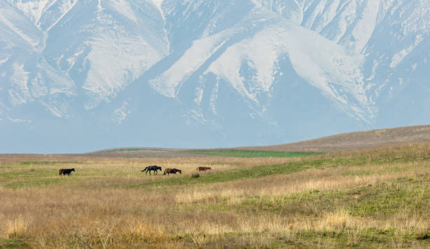 istock Horses graze in the mountains 834898278