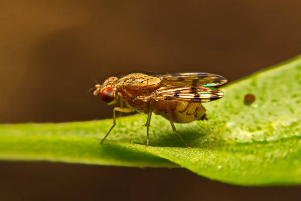 istock Close up fly (Drosophila melanogaster) in nature 834899698