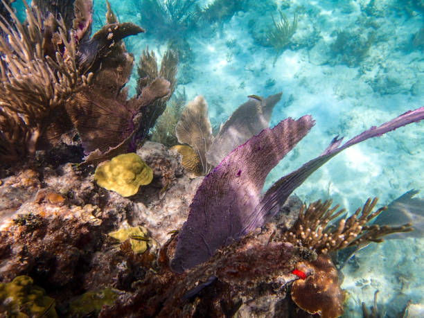 Culebra Reefs Snorkeling off the coast of Culebra Island, Puerto Rico. culebra island photos stock pictures, royalty-free photos & images