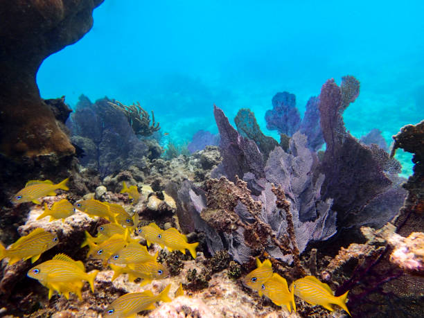 Culebra Reefs Snorkeling off the coast of Culebra Island, Puerto Rico. culebra island photos stock pictures, royalty-free photos & images