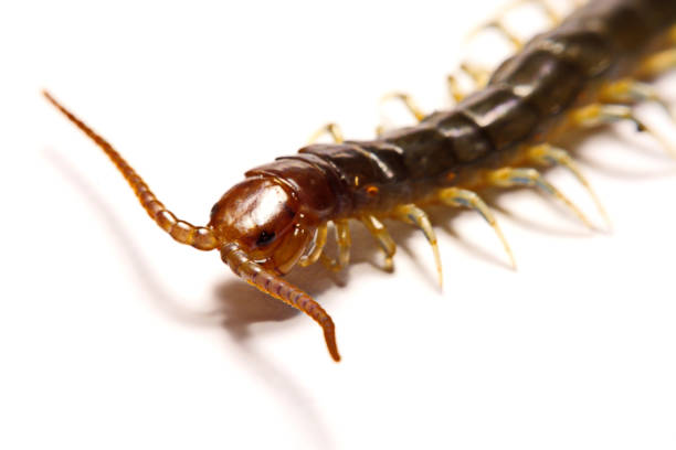 istock Close-up/Macro in Focus of the centipede on a white background 834901144