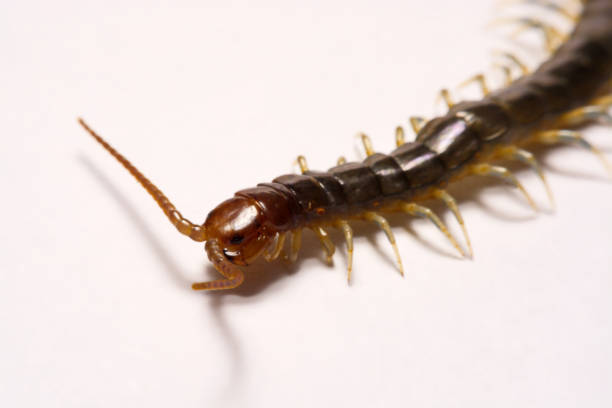 istock Close-up/Macro in Focus of the centipede on a white background 834901180