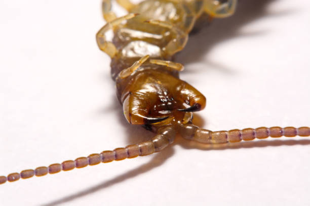 istock Close-up/Macro in Focus of the centipede on a white background 834901182