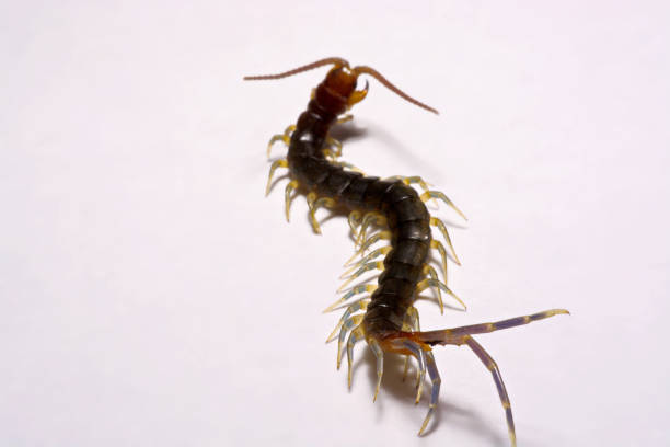 istock Close-up/Macro in Focus of the centipede on a white background 834901190