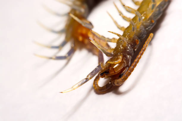 Close-up/Macro in Focus of the centipede on a white background