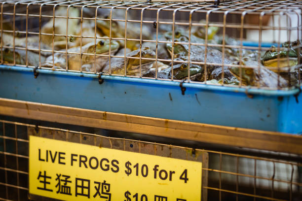 Chinatown, Singapore - December 27, 2015: Cages full of live frogs for sale at the wet market in Chinatown, Singapore.