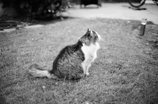 Fat Cat in the backyard.