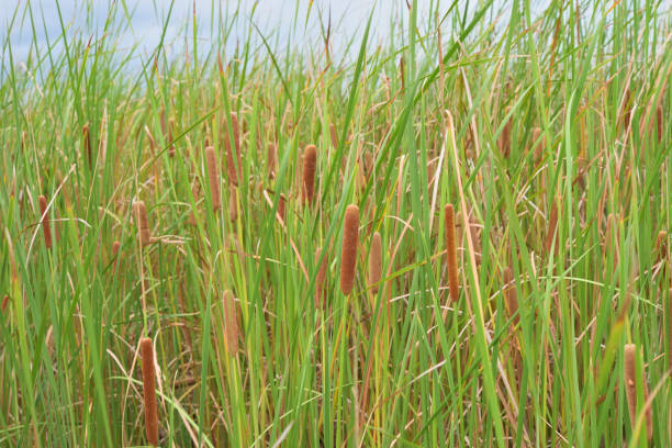 istock Field of typha angustifolia 834910116