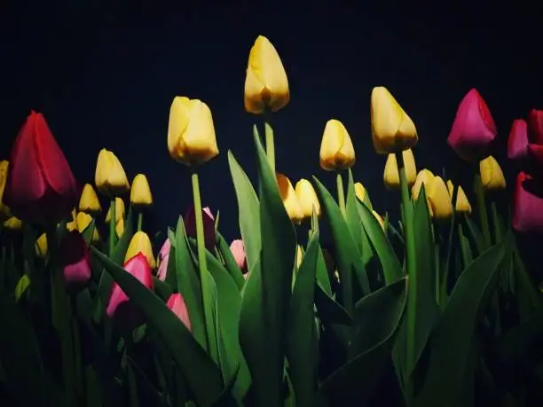 A closeup tulip photography