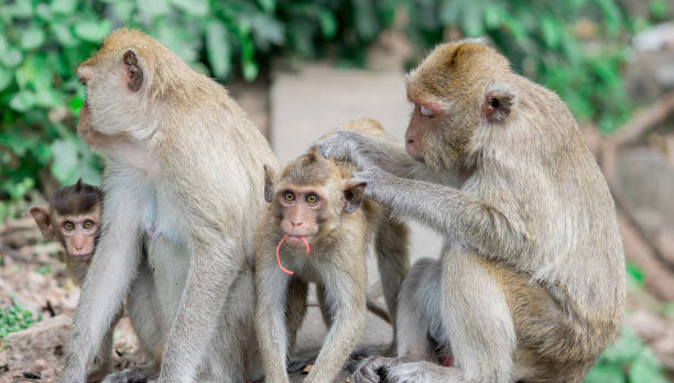 istock Brown monkeys happy family 834923902