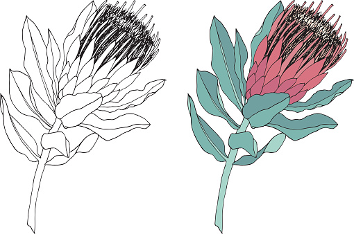 Protea flower vector illustration. Black and white line drawring and colored in option.