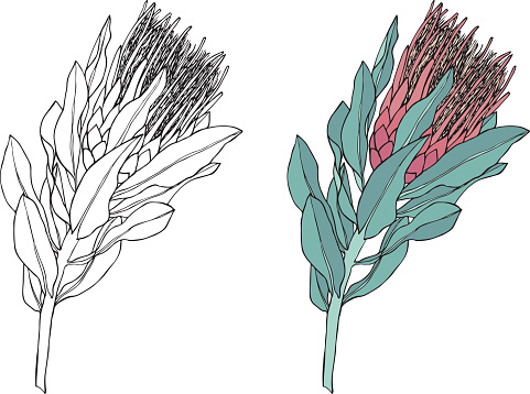 Protea flower vector illustration. Black and white line drawring and colored in option.