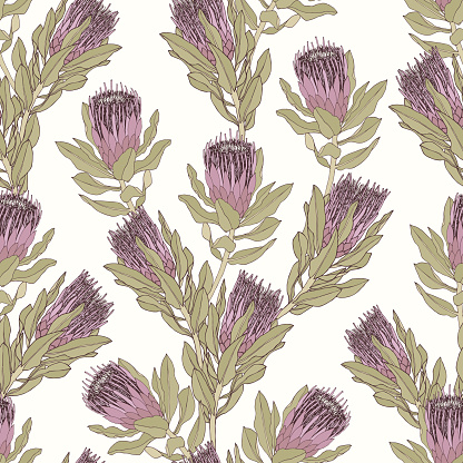Protea flower vector illustration in mauve and green. Seamless pattern design on a white background.