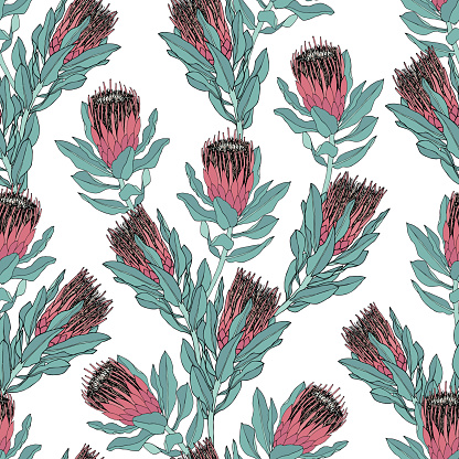 Pink Protea flower vector illustration. Seamless pattern design on a white background.