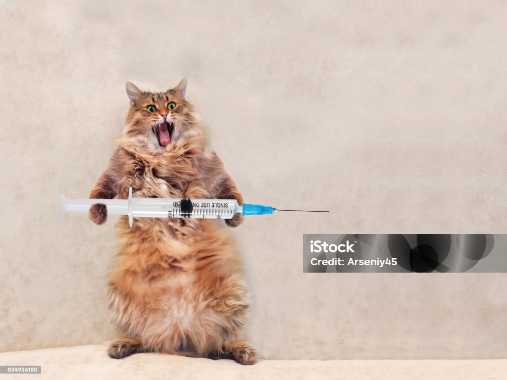 The Big Shaggy Cat Is Very Funny Standingconcept Of Medicine 2 ...