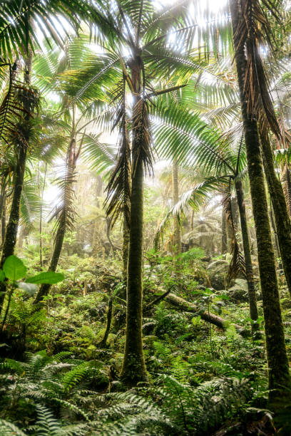 The Anvil Trail - The Anvil National Forest Forest view along the El Yunque Trail in El Yunque National Forest el yunque rainforest stock pictures, royalty-free photos & images