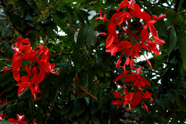 istock Flowers of the world 834947986