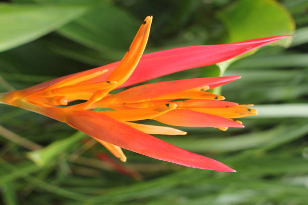 istock Flowers of the world 834947990