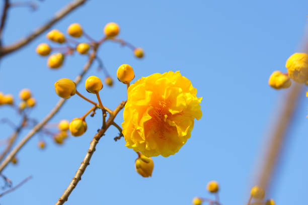 istock Yellow silk cotton with blue sky 834956156