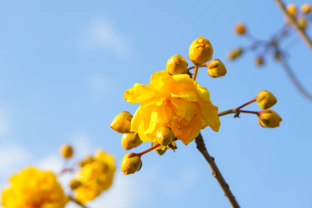 istock Yellow silk cotton with blue sky 834956288