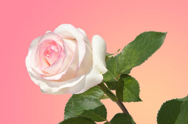 istock texture, pattern, background. Roses. The plant with beautiful large fragrant flowers and the stem, usually covered with spines. 834956818